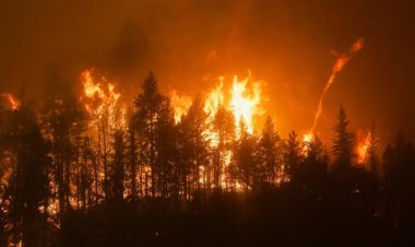 Azerbaycan'da 5 günde 5 bin hektar arazi yandı