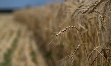 Rusya: Ukrayna tahılı ‘açlık çeken’ Afrika yerine Batı'ya gidiyor