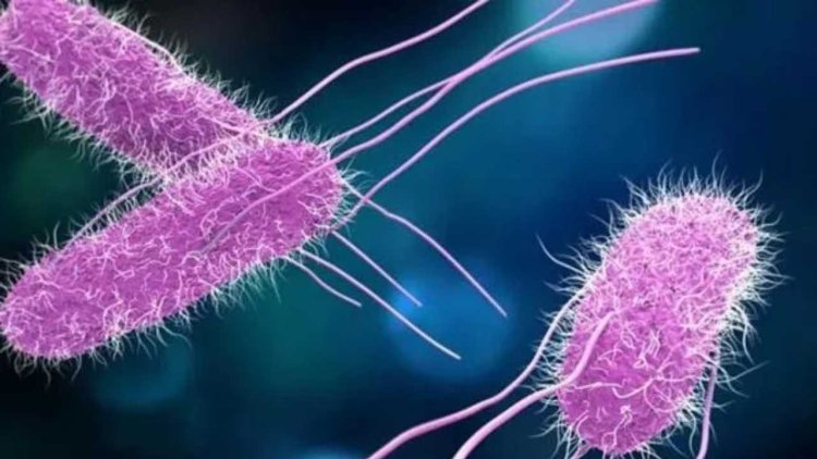 Avrupa'da salmonella krizi büyüyor