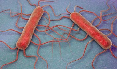 Dünyayı bekleyen bir sonraki tehlike: Et yiyen mikroplar