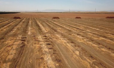California'daki kuraklık ABD'nin gıda güvenliğini tehdit ediyor