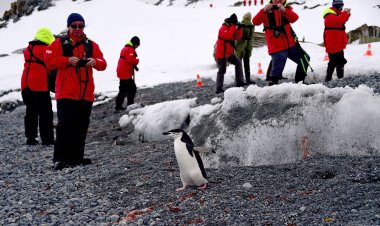 Antarktika'daki bitki ve hayvanların üçte ikisi 2100 itibarıyla yok olacak