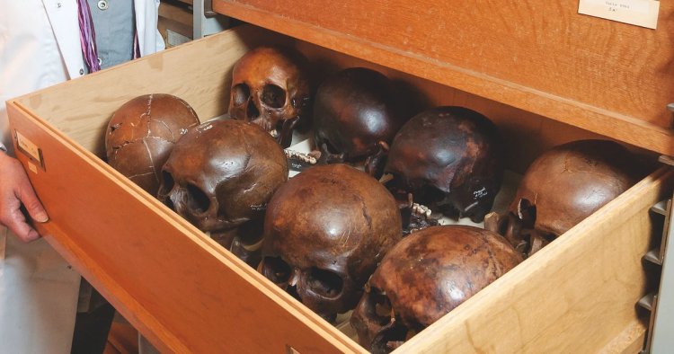 Belçika'da sömürge döneminden kalma insan kafatasları satışa çıkarıldı