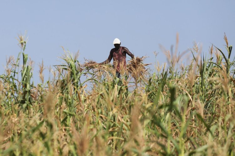 Kenya, mahsulleri korumak için 'savaşa hazırlanıyor'