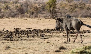 Kenya'da kuraklık nedeniyle milyonlarca hayvan ölebilir!