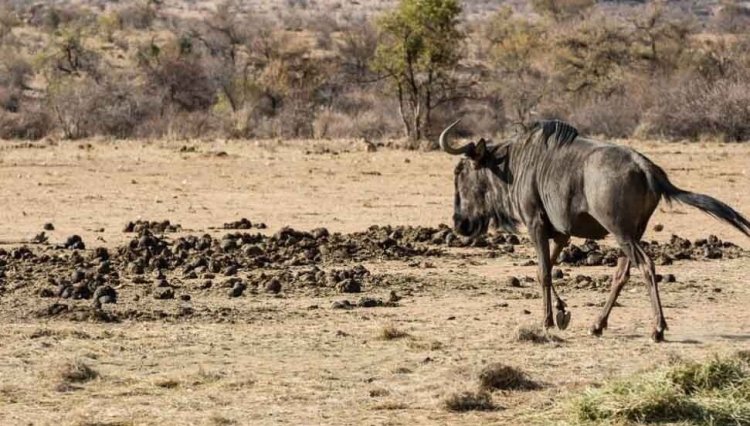 Kenya'da kuraklık nedeniyle milyonlarca hayvan ölebilir!