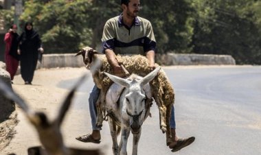 "Et pahalılığından şikayetçiyseniz eşek ve at yiyin" tavsiyesi Mısır'da tartışma yarattı
