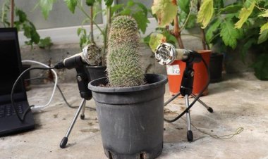 Bitkilerin insan kulağıyla duyulamayacak sesler çıkardığı keşfedildi