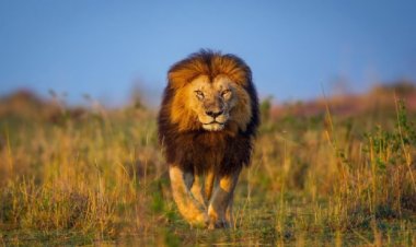 Kenya'da aç kalan aslanlar yerleşim yerlerine saldırıyor