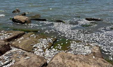 ABD'nin güney sahillerinde binlerce balık kıyıya vurdu