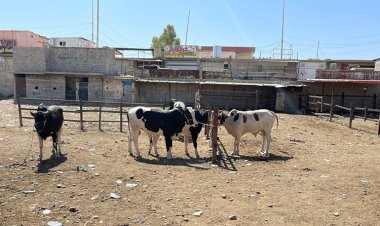 Kerkük'te "Hemorajik ateş" virüsü nedeniyle kurban satışları düştü