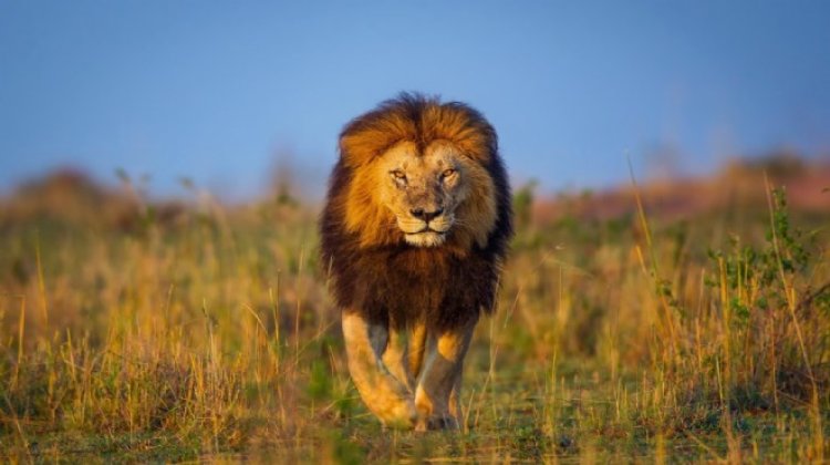 Kenya'da aç kalan aslanlar yerleşim yerlerine saldırıyor
