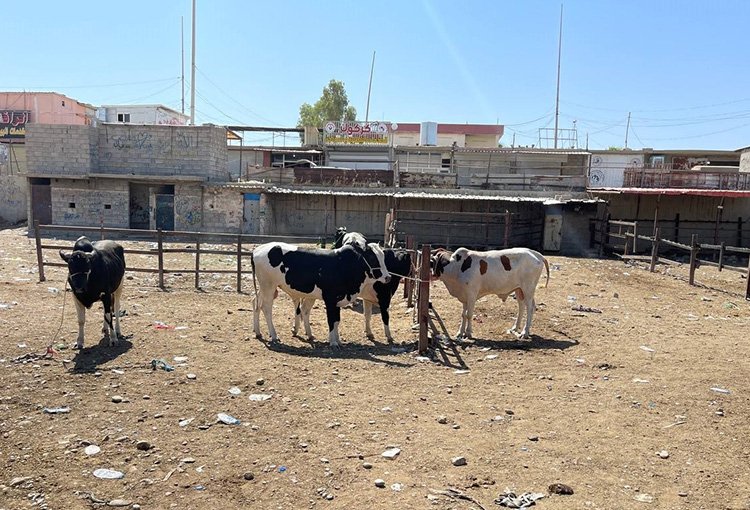 Kerkük'te "Hemorajik ateş" virüsü nedeniyle kurban satışları düştü