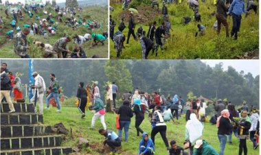 Etiyopya, 12 saatte 566 milyon fidan dikerek rekor kırdı