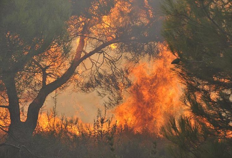Türkiye'de son 10 günde 203 orman yangını çıktı