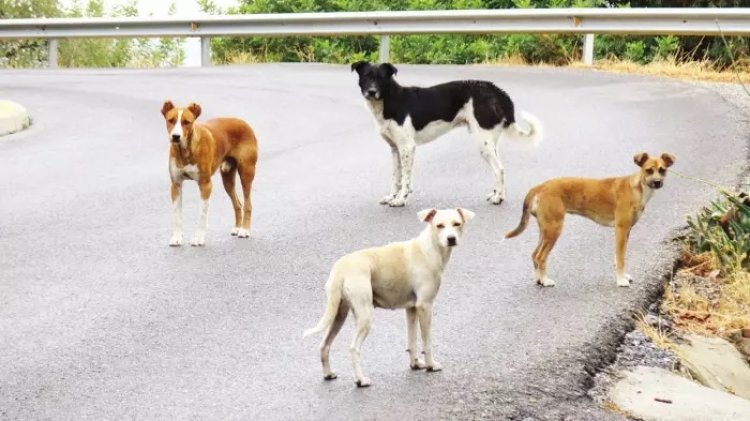 İspanya, sokaktaki sahipsiz köpeklere karşı etkin bir şekilde önlem alıyor