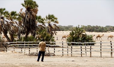 Doğu Afrika uzun süreli kuraklığın ardından ortalamanın üzerinde yağış bekliyor