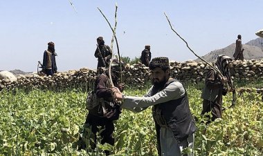 BM'nin uyuşturucu raporunda dikkat çeken Afganistan detayı: Yüzde 95 geriledi