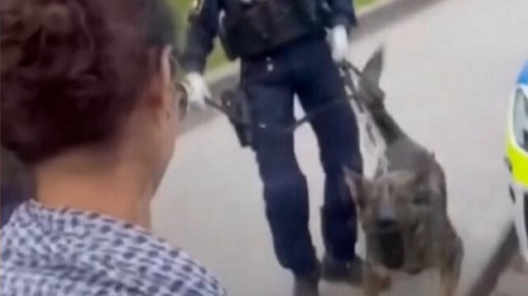 İsveç'te polis, Filistin'i destekleyen öğrencilere köpekle müdahale etti