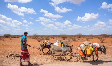Afrika'nın güneyinde kuraklıktan 15 milyon kişi acil gıda yardımına muhtaç