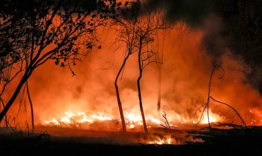 Ekvador'da orman yangınları nedeniyle iki ay acil durum ilan edildi