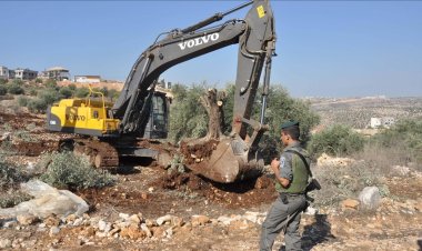 İsrail 2024'te Batı Şeria’da 59 bin zeytin ağacını söktü