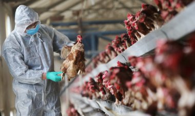 Meksika’da kuş gribi nedeniyle ilk ölüm kayıtlara geçti