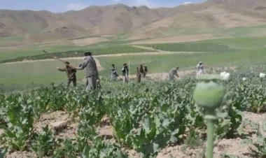 İslam Emirliği, Afganistan'da haşhaş tarlalarını imha etti