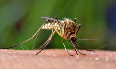 Yunanistan'da Batı Nil virüsü uyarısı
