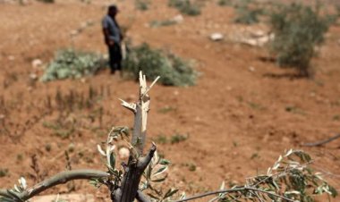 Filistin topraklarını gasbeden İsrailliler, Batı Şeria'da zeytin ağaçlarını söktü