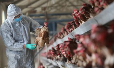 Almanya’da kuş gribi salgınına karşı ilk kez karantina kararı alındı