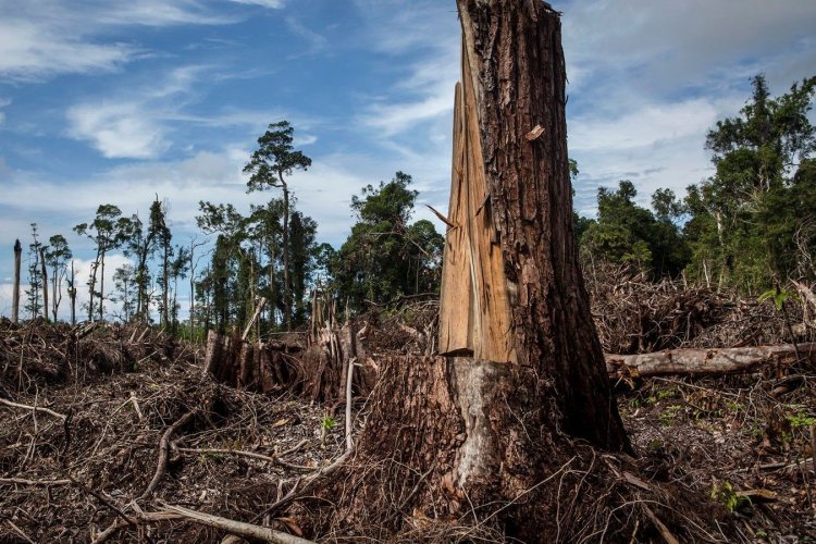 BM: Dünya, her yıl 10 milyon hektar tropikal orman kaybediyor