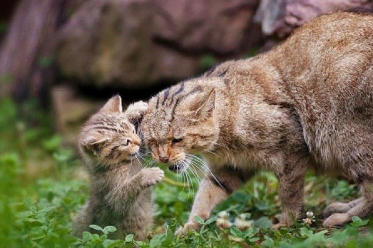 Yeni Zelanda 2050’ye kadar 2.5 milyon kediyi öldürecek
