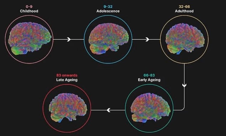 İnsan beyni 5 evreden geçiyor, 32 yaşına kadar ergenlik dönemini yaşıyor