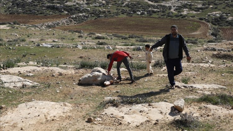 Siyonistler Batı Şeria'da Filistinlilerin çiftliğine saldırarak 150 koyun çaldı