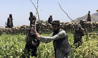 Afgan yönetimi, 2025'te 19 bin hektardan fazla uyuşturucu tarlasını imha etti