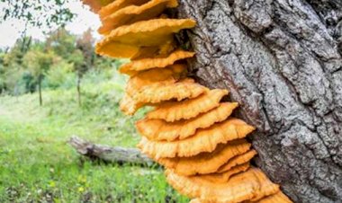 Bir milyar yıllık mantar bulundu