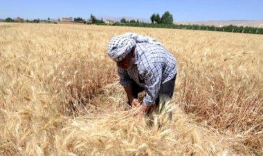 Suriye'de rejim ve YPG'nin buğday savaşı