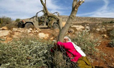 İsrail işgal altındaki Filistin topraklarında 2,5 milyon ağaç söktü