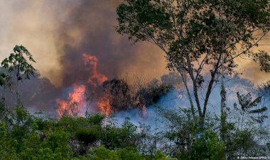 Amazon yangınları Peru, Bolivya ve Paraguay'a sıçradı