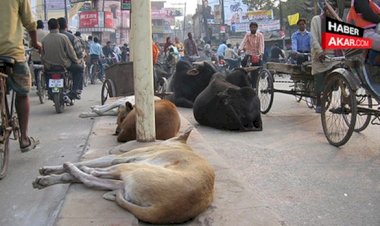 Hindistan’da 7 kişi inek kestikleri için gözaltına alındı