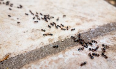 Bilim insanları trafik sıkışıklığına karşı karıncaları örnek gösteriyor