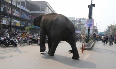 Hindistan'da fil 5 kişiyi öldürdü