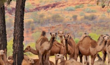 Avustralya'da 10 bin deve helikopterlerden vurularak öldürülecek