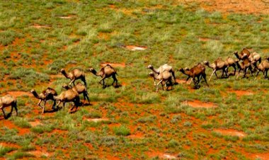 Deve katliamını durdurmak için imza kampanyası