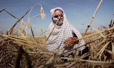 İşgalci İsrail, Filistinlilerin tarım arazilerine kanserojen madde içeren böcek ilacı sıkıyor