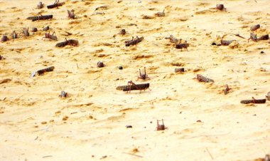 Doğu Afrika 3 aydır çekirgelerle savaşıyor