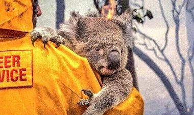 Avustralya’da 113 canlı türü acil yardıma muhtaç hale geldi