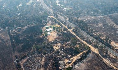 Yangınlar Avustralya’daki ormanların yüzde 21’ini yok etti
