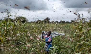 Çöl çekirgeleri yeniden üremeye başladı, gıda güvenliği tehlikede
